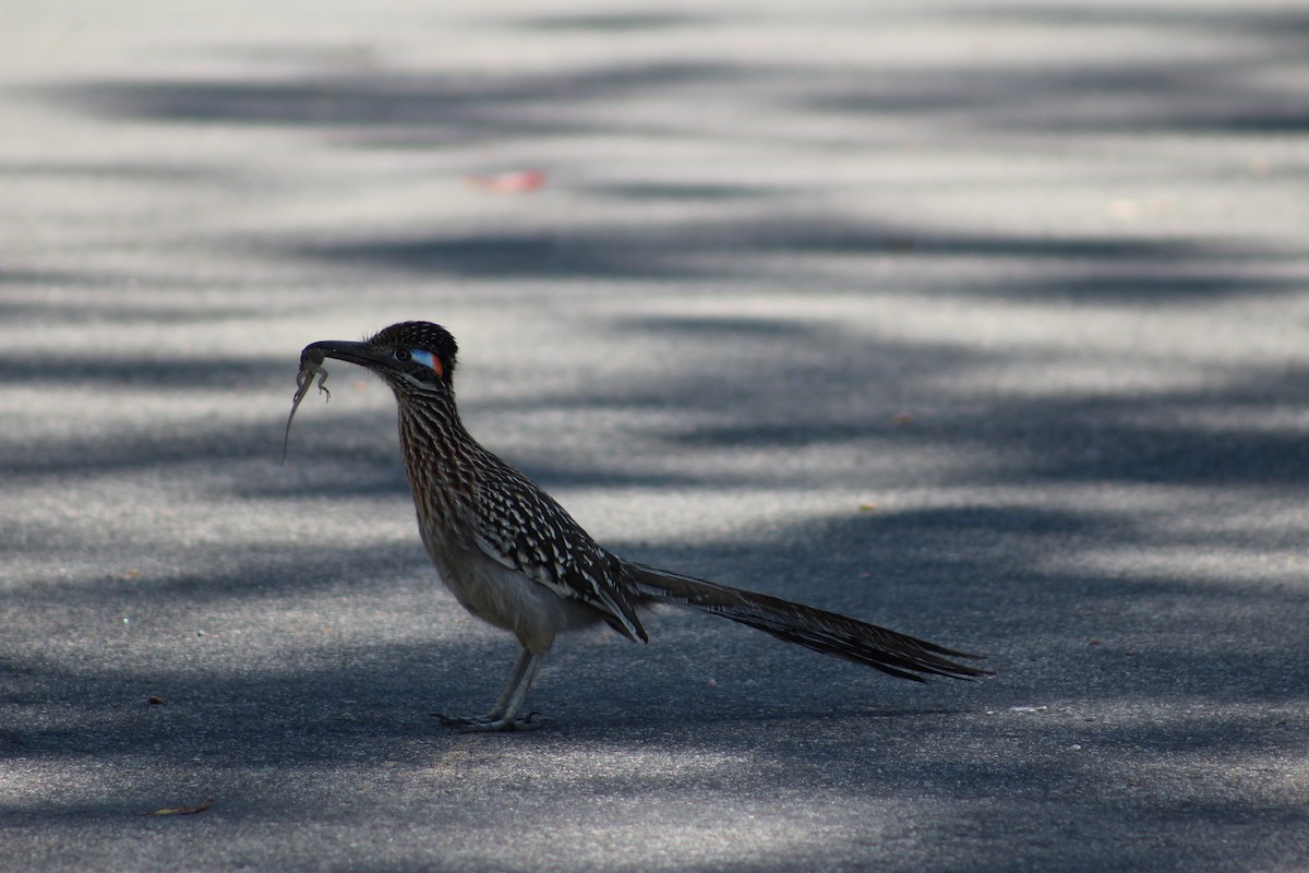 Greater Roadrunner - ML622088233