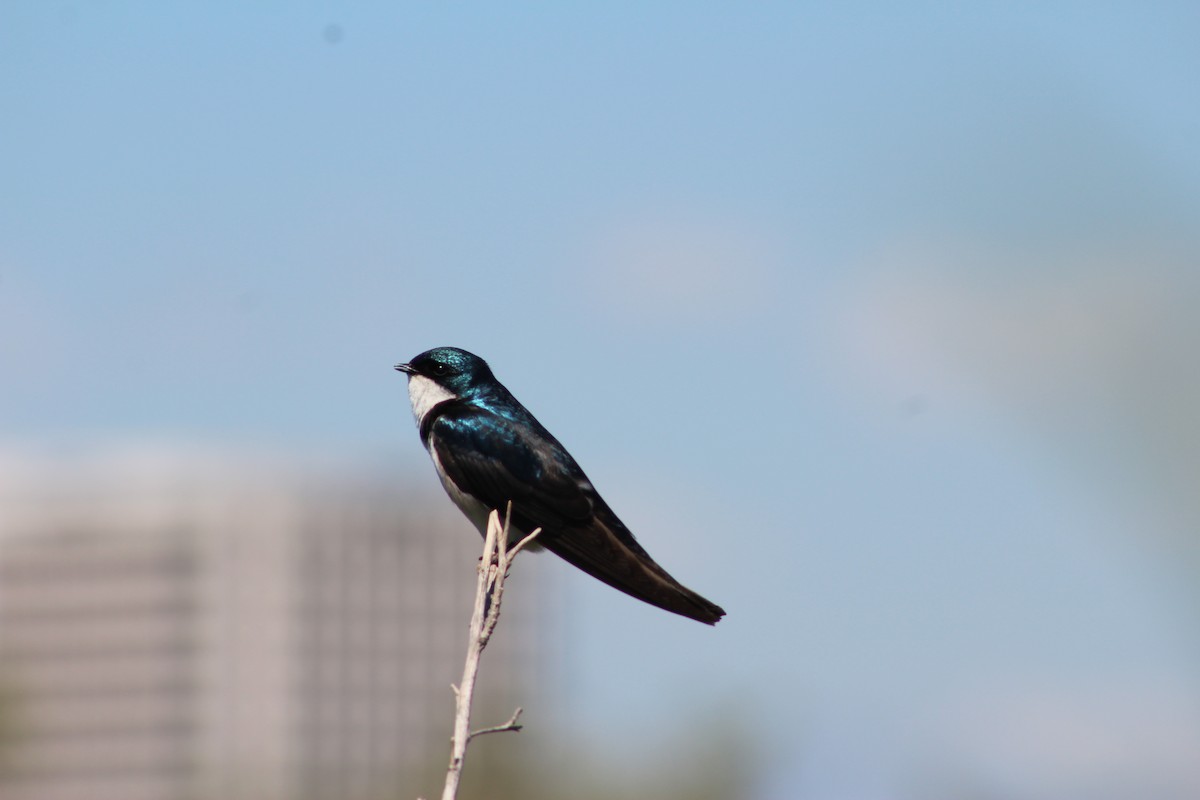 Golondrina Bicolor - ML622088235