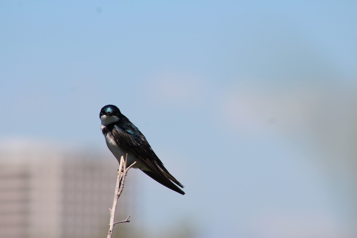 Golondrina Bicolor - ML622088237