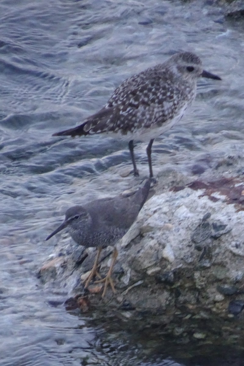 Wandering Tattler - ML622088240