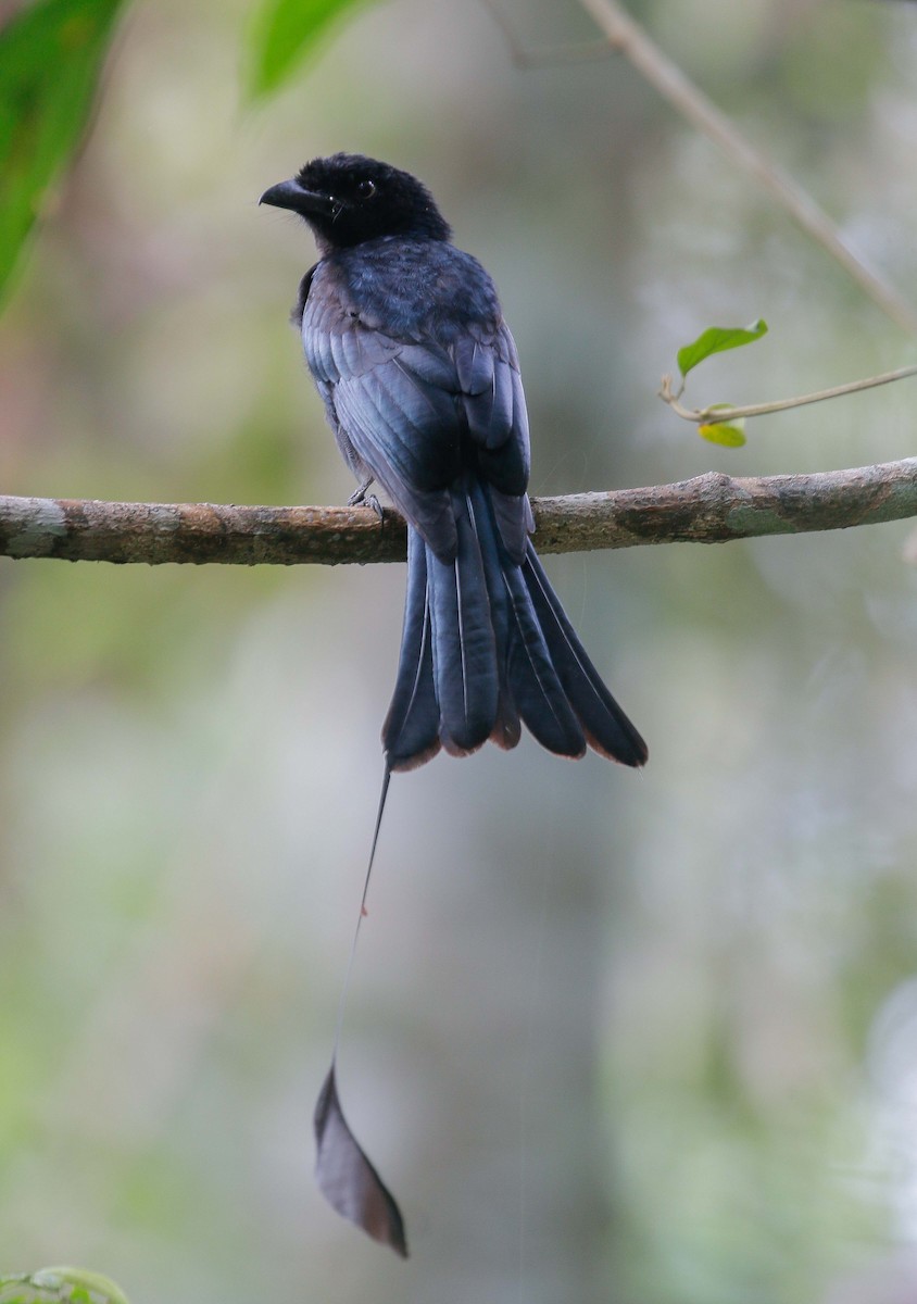 Greater Racket-tailed Drongo - Neoh Hor Kee