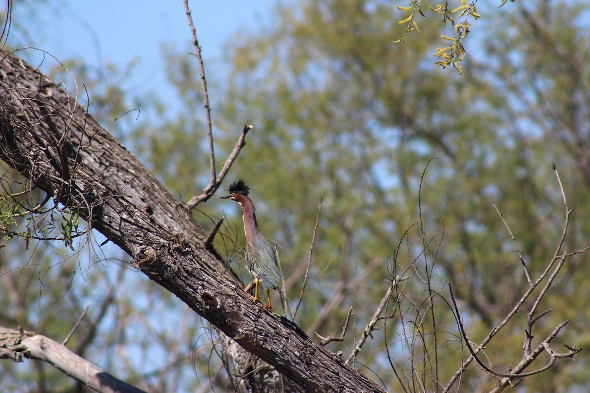 Green Heron - ML622088254