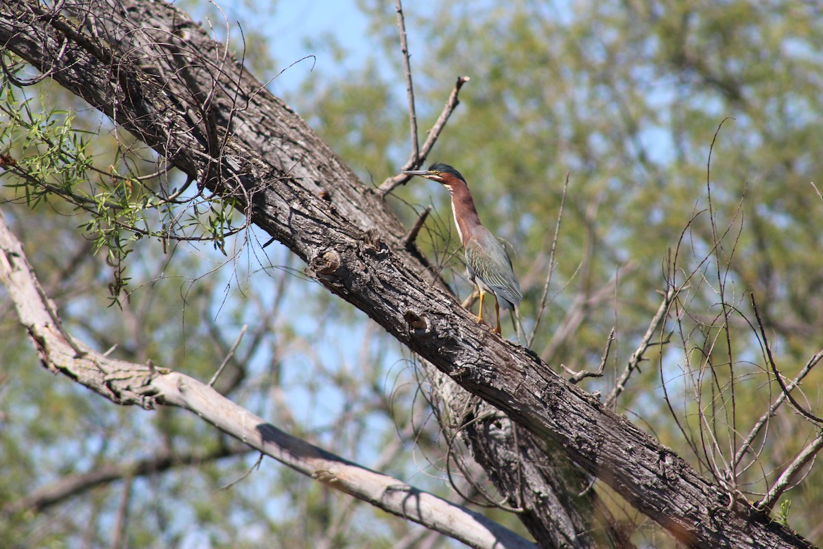 Green Heron - ML622088258