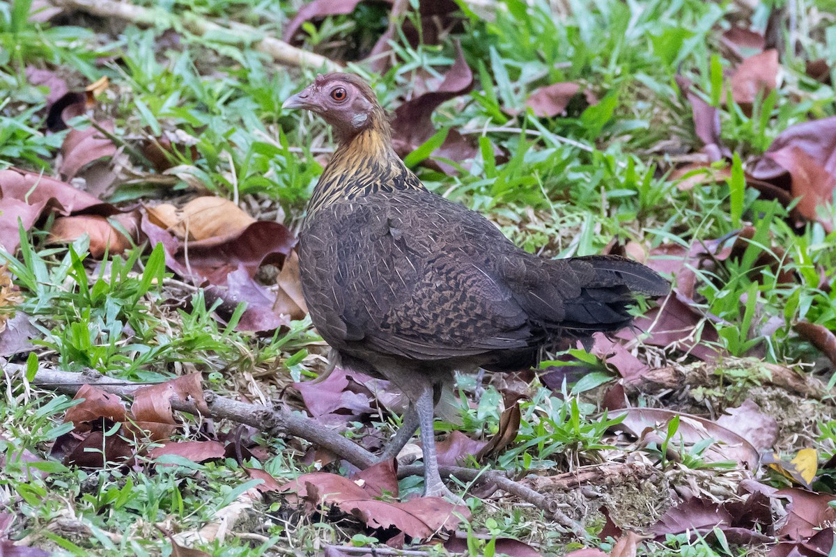 Red Junglefowl - ML622088260