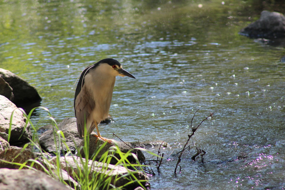 Black-crowned Night Heron - ML622088264