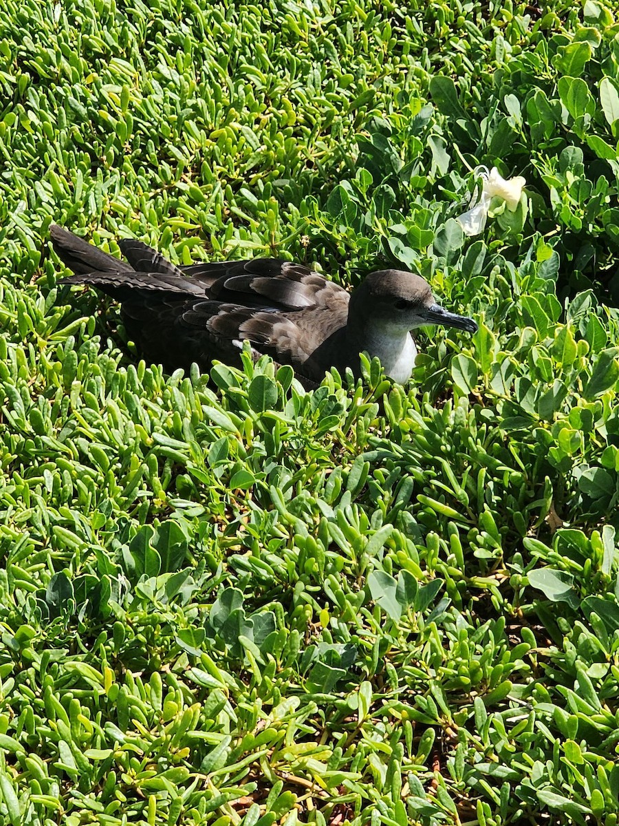 Wedge-tailed Shearwater - ML622088273