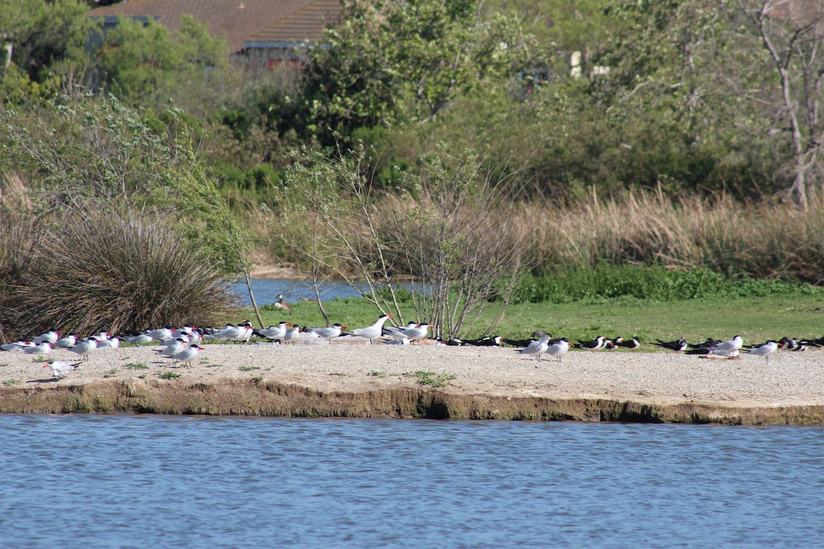 Caspian Tern - ML622088280