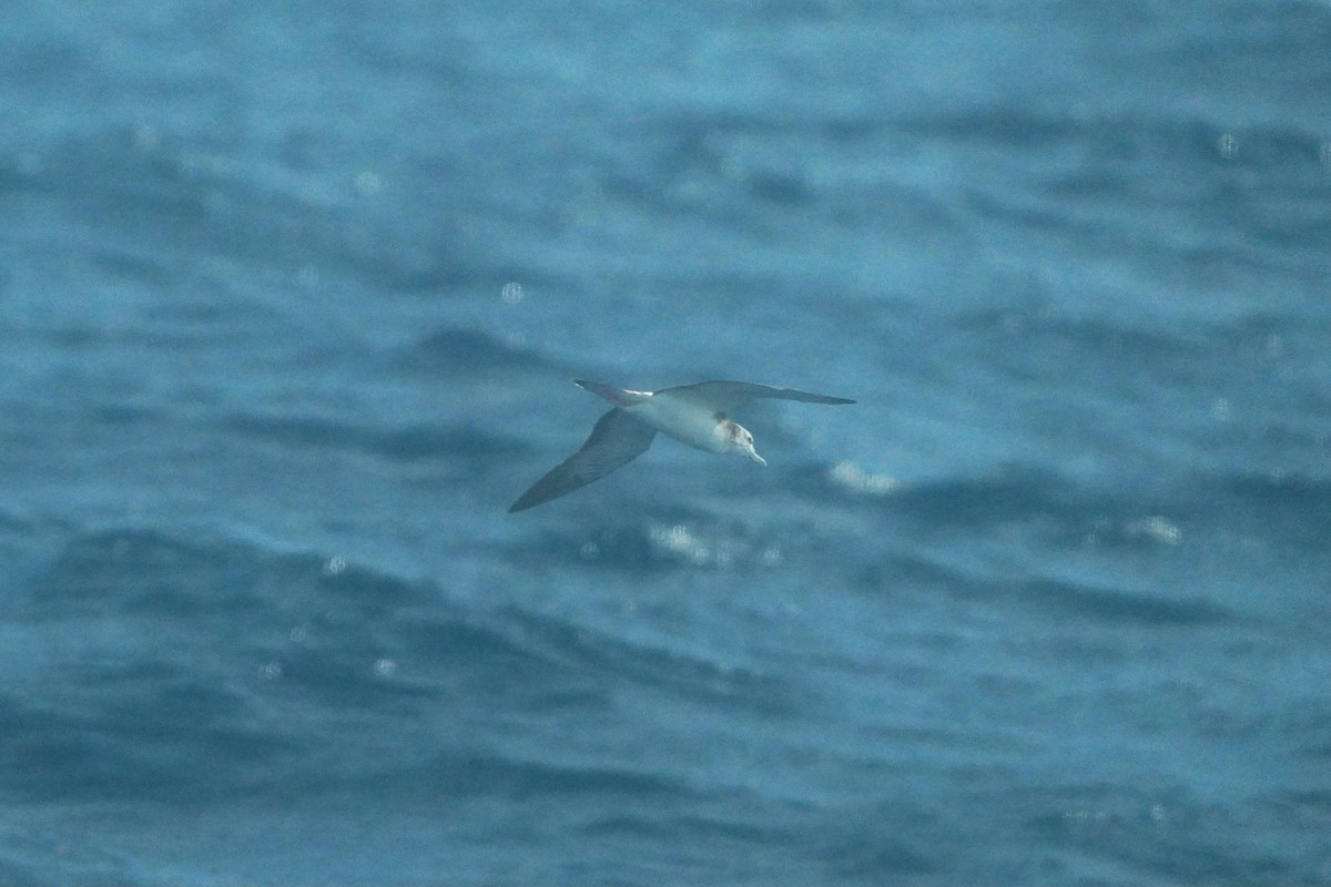 Streaked Shearwater - Jaewon Yun