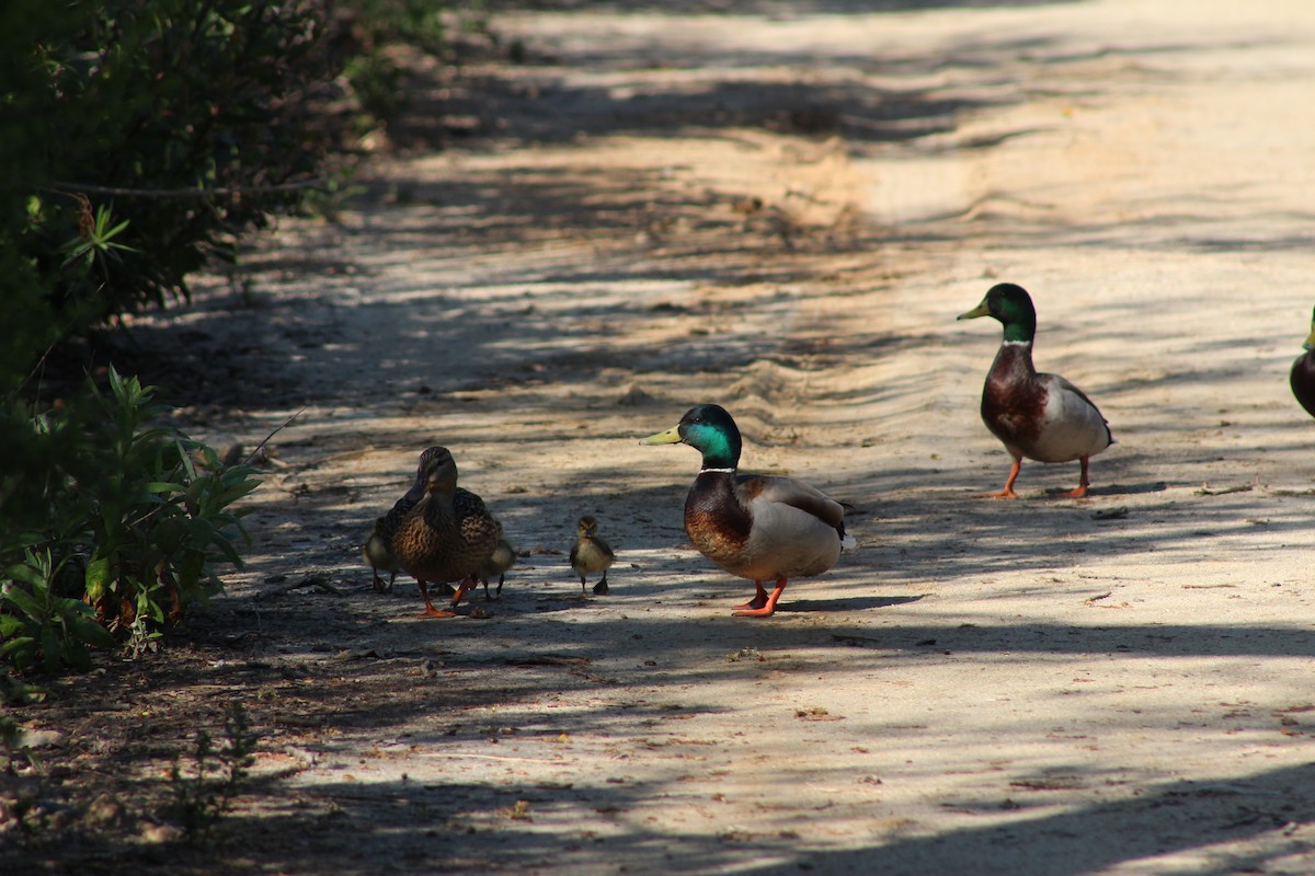 Canard colvert - ML622088305