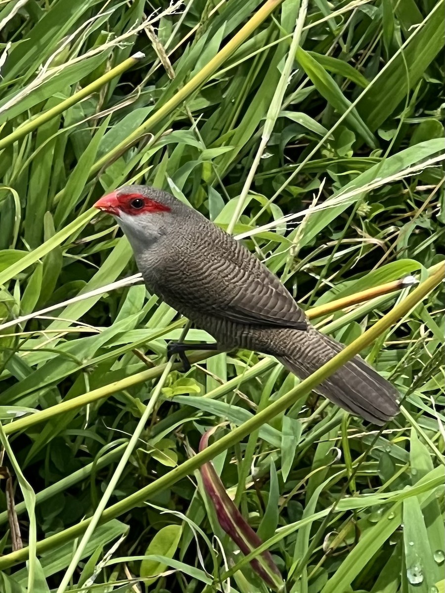 Common Waxbill - ML622088318