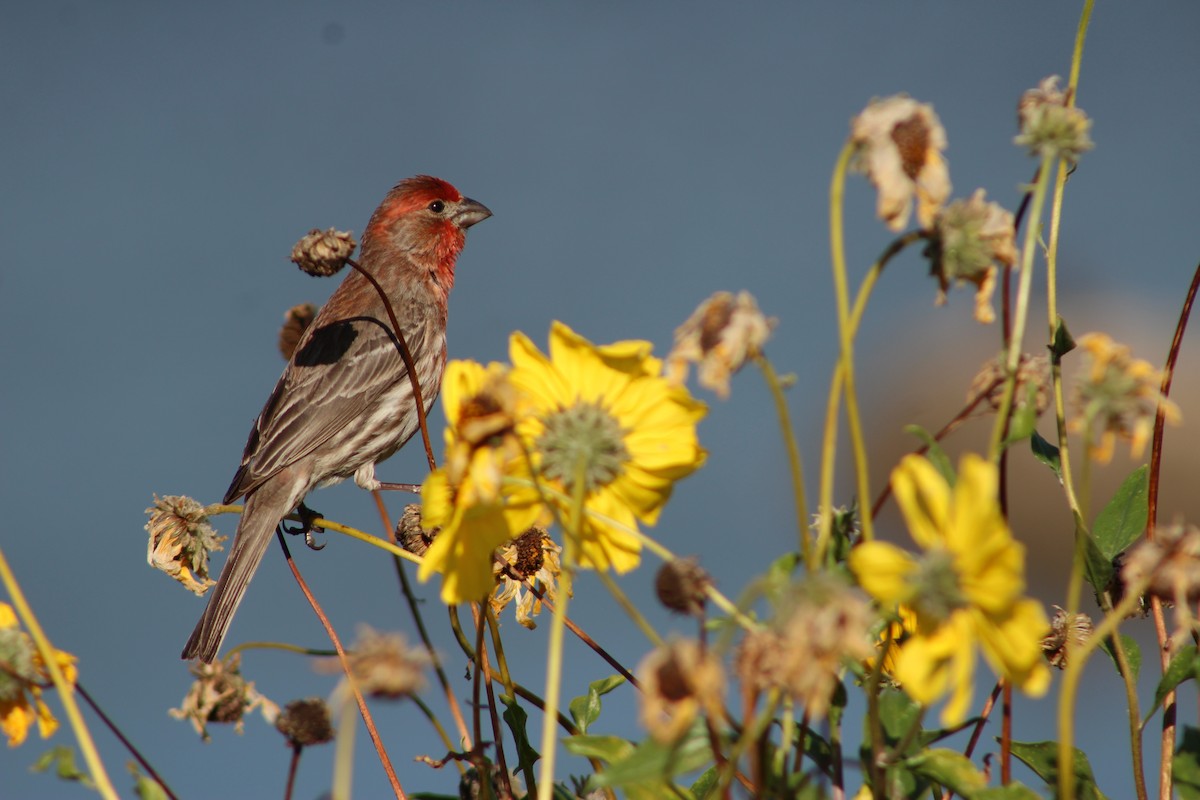 House Finch - ML622088320