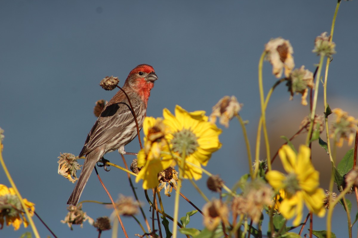 House Finch - ML622088323