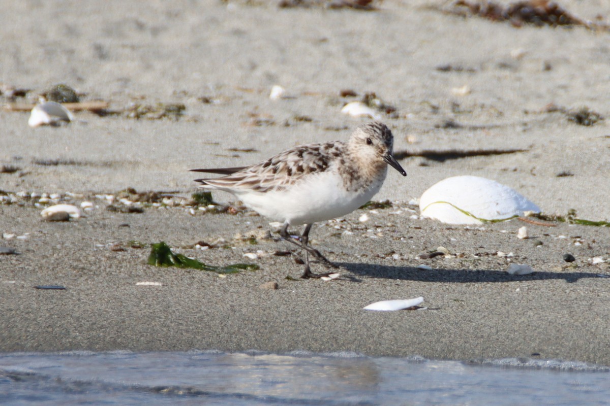 Sanderling - ML622088324