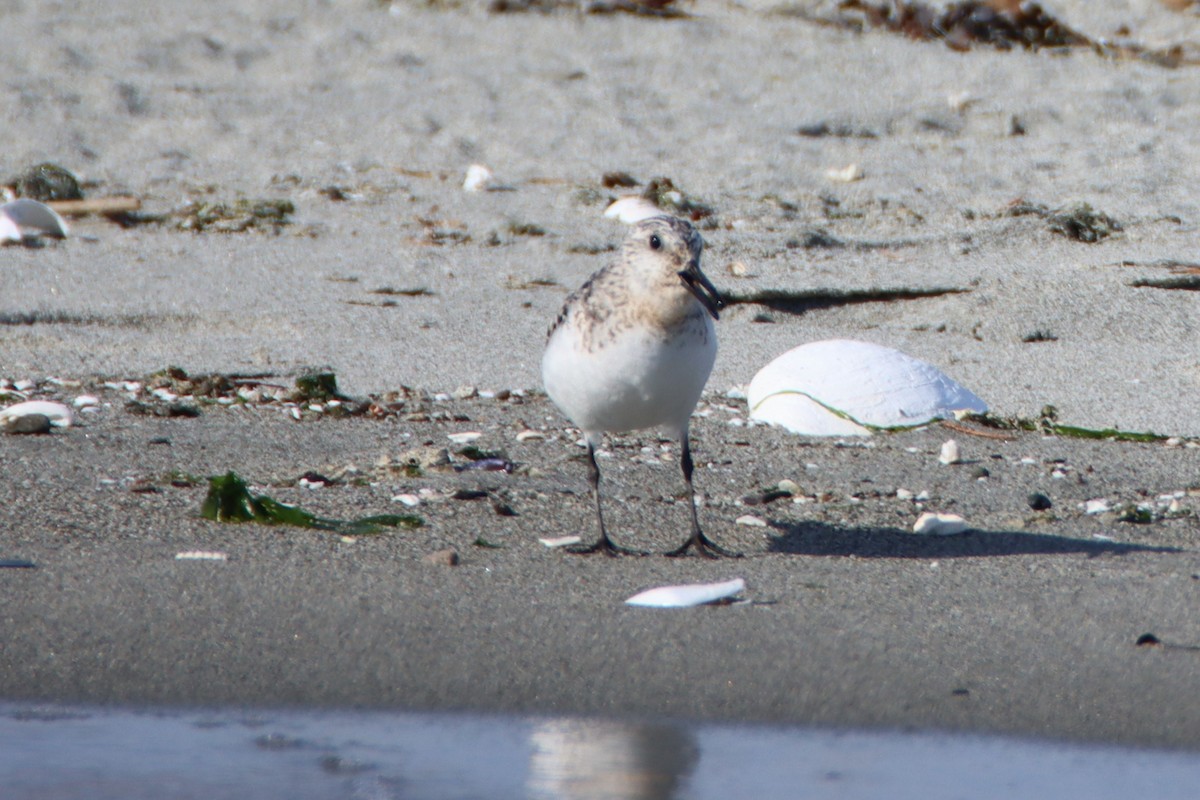 Sanderling - ML622088325