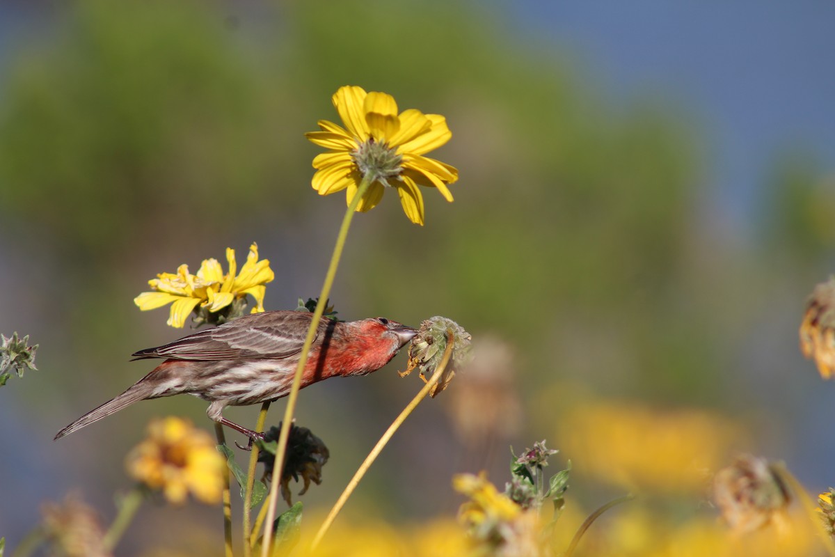 House Finch - ML622088326