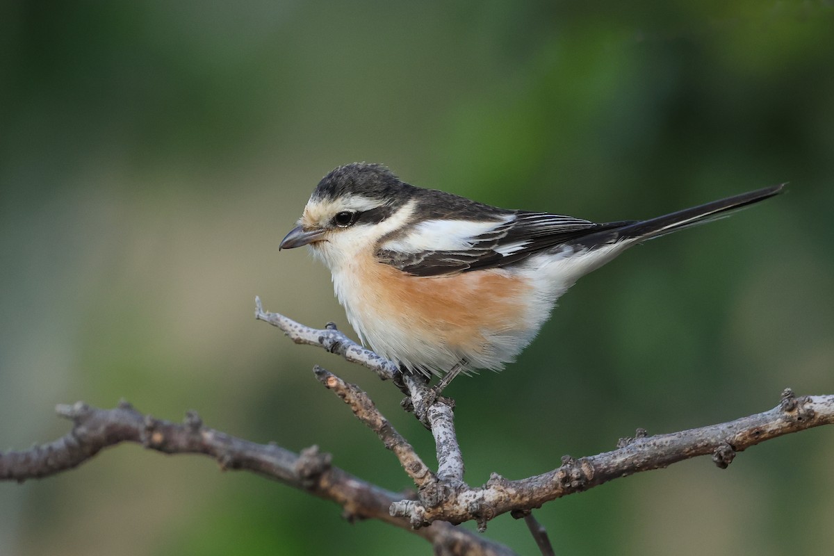 Masked Shrike - ML622088370