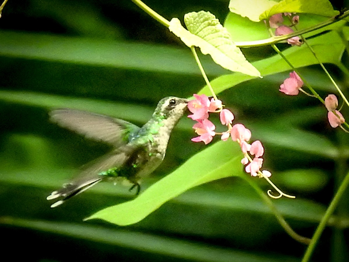 Golden-crowned Emerald - ML622088388