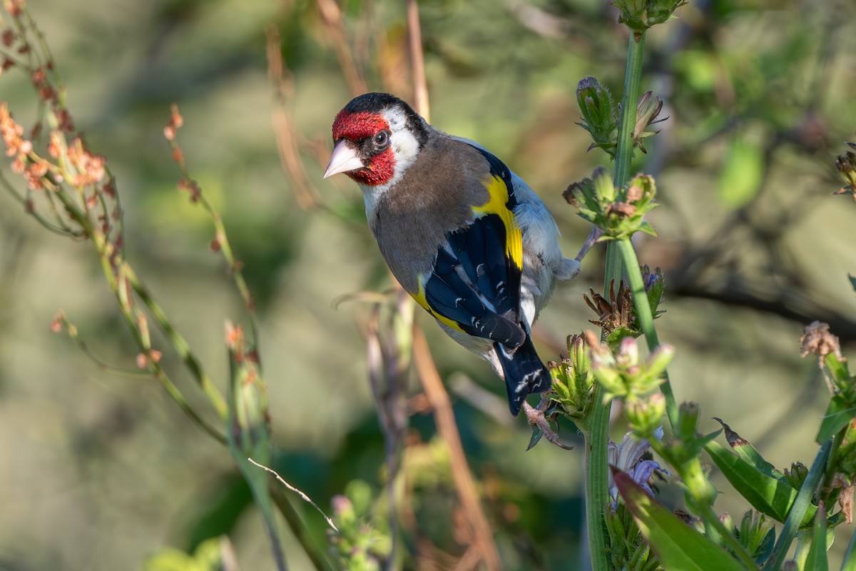 European Goldfinch - Dmitriy Aronov