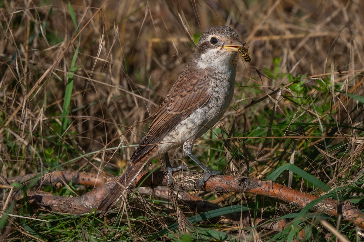 セアカモズ - ML622088431