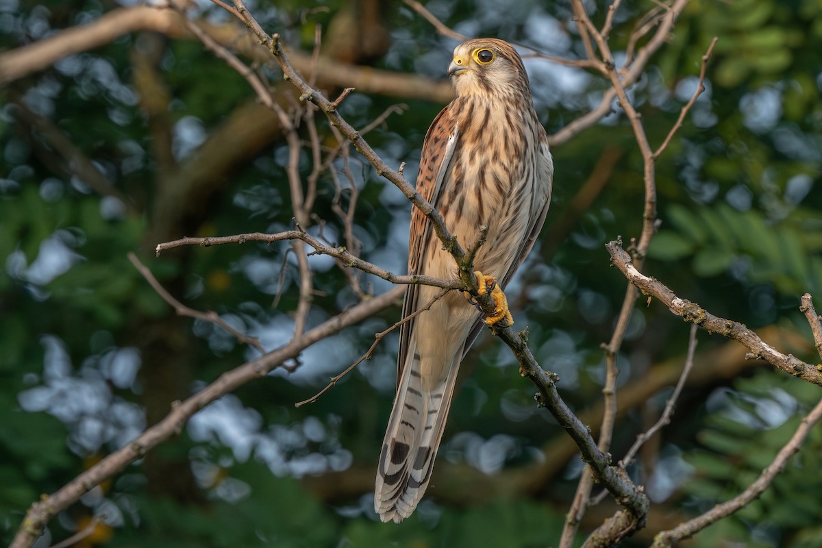 Eurasian Kestrel - ML622088441