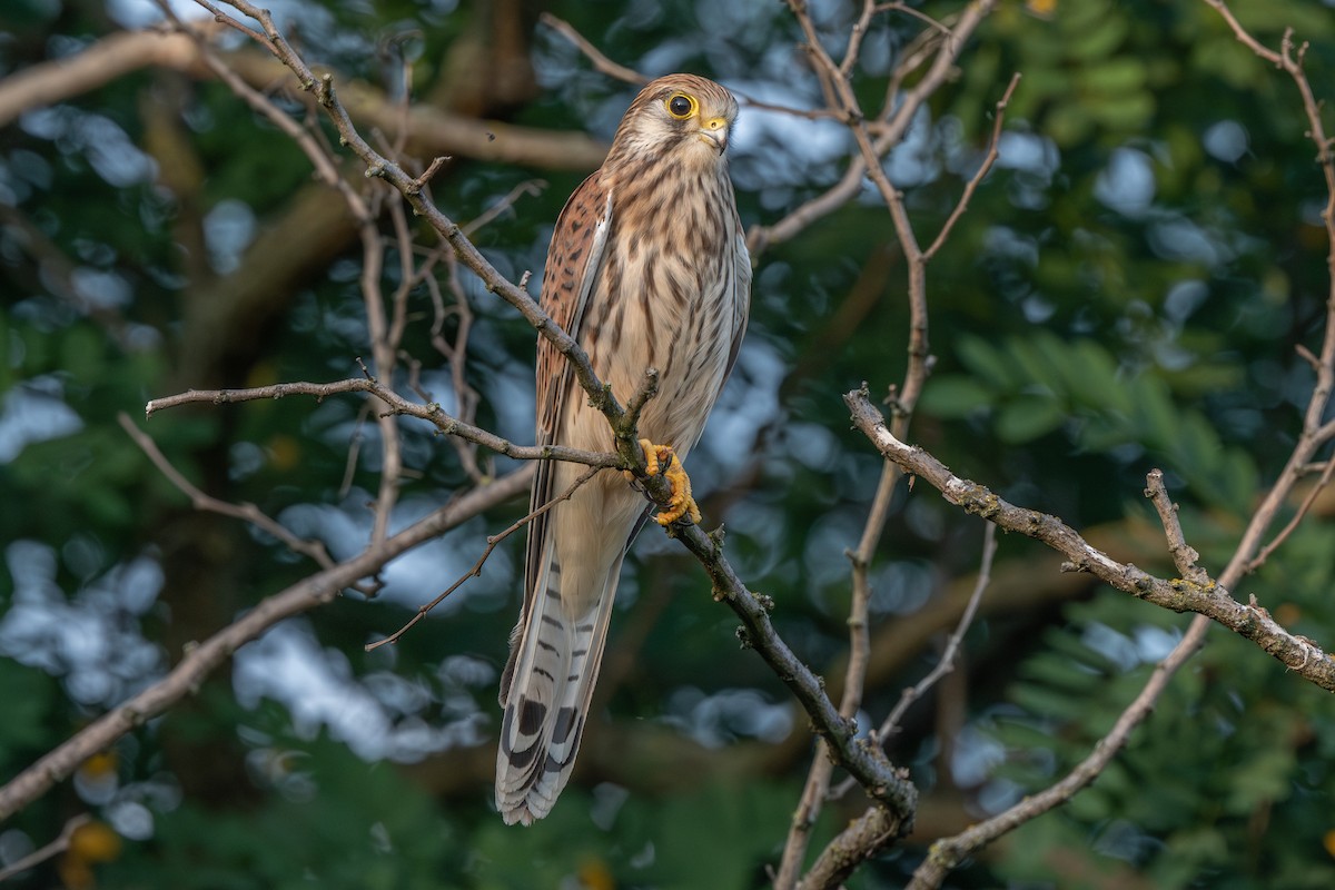 Eurasian Kestrel - ML622088442