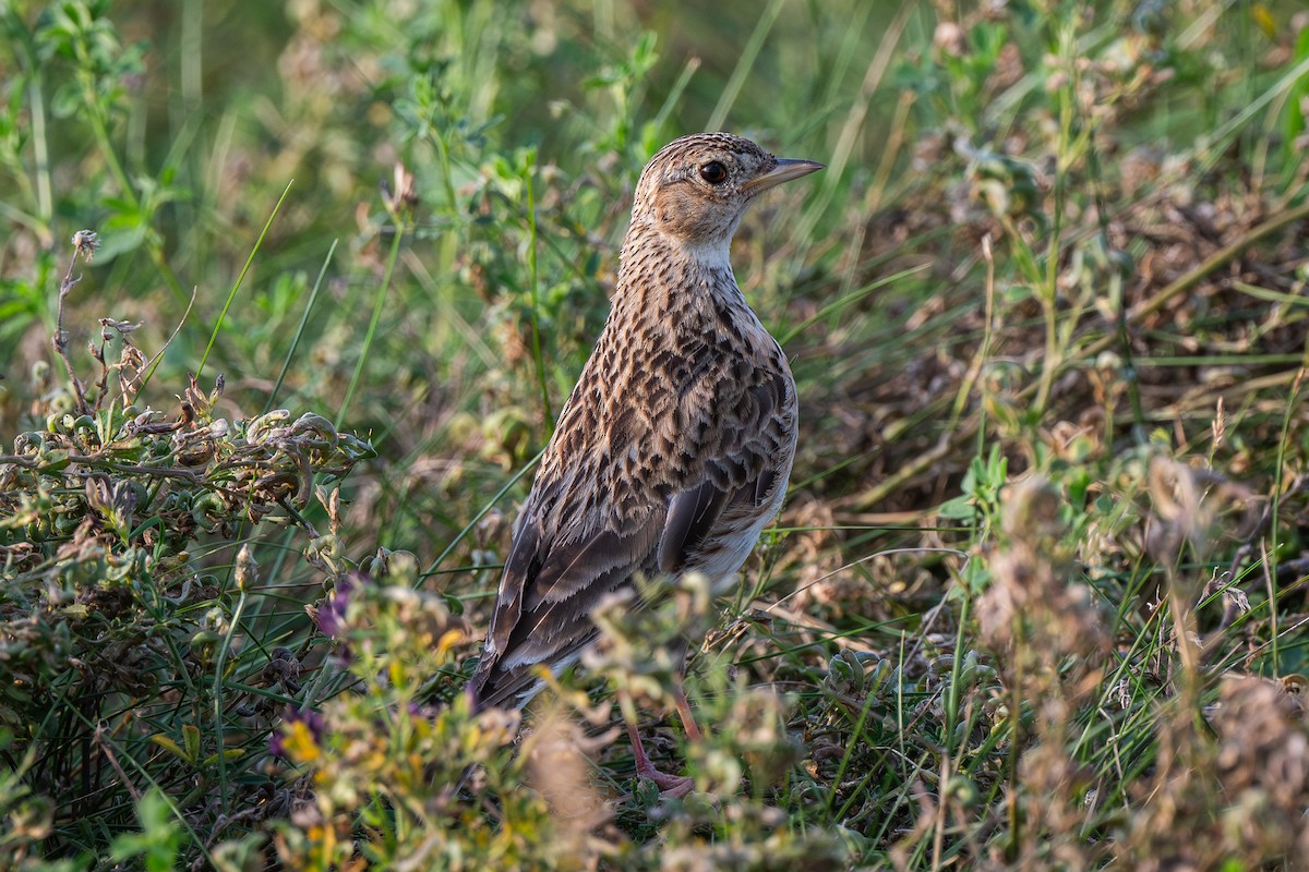 Eurasian Skylark - ML622088444