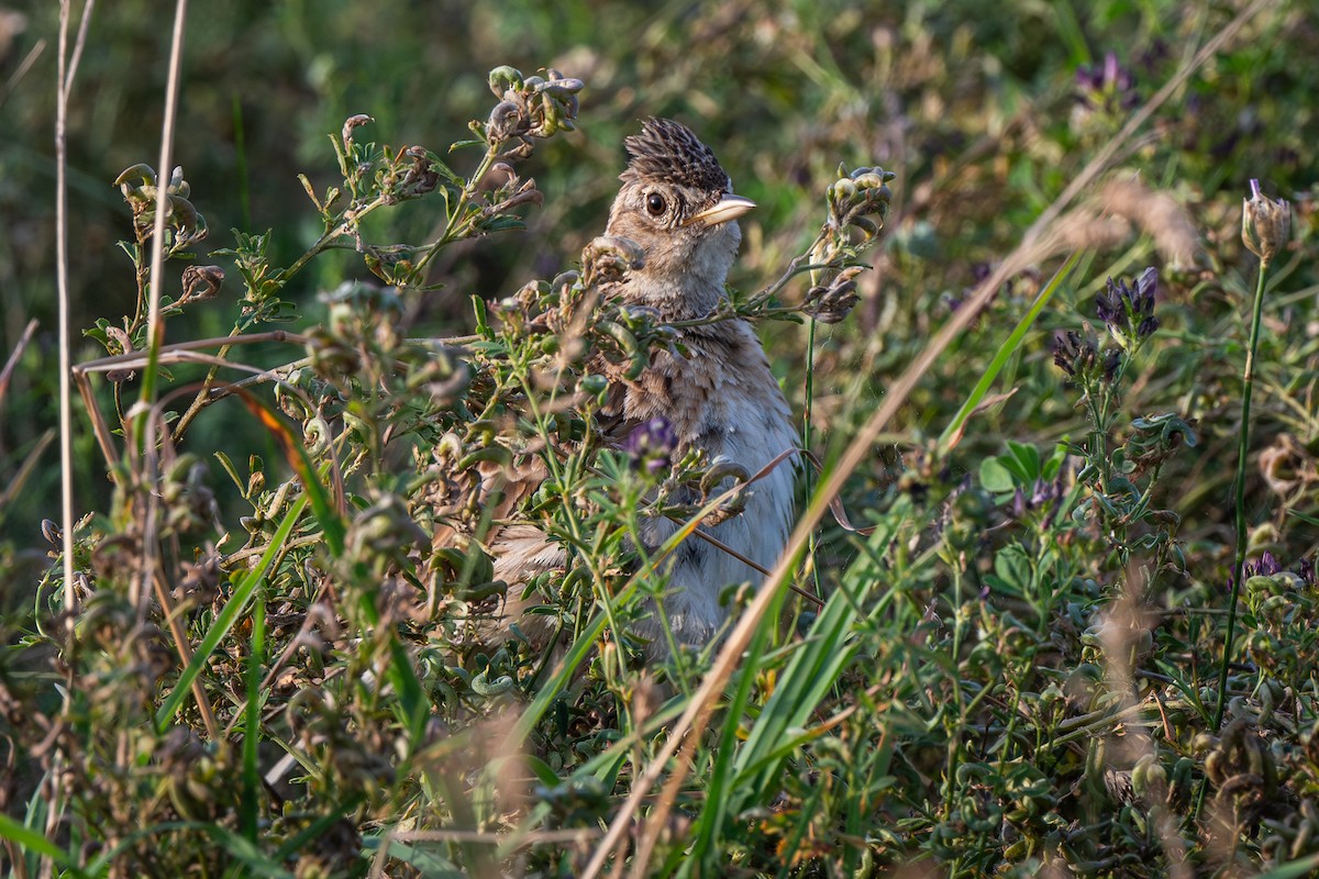 Eurasian Skylark - ML622088445