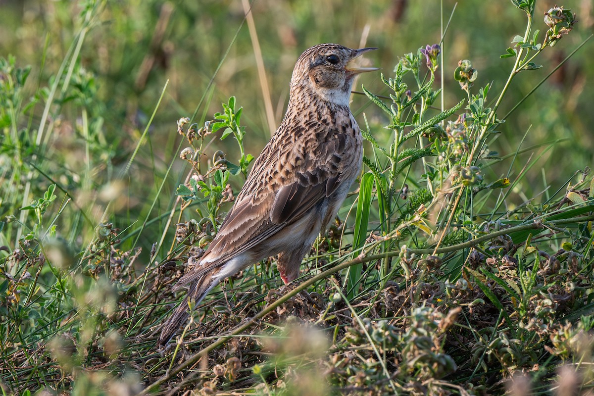 Eurasian Skylark - ML622088446