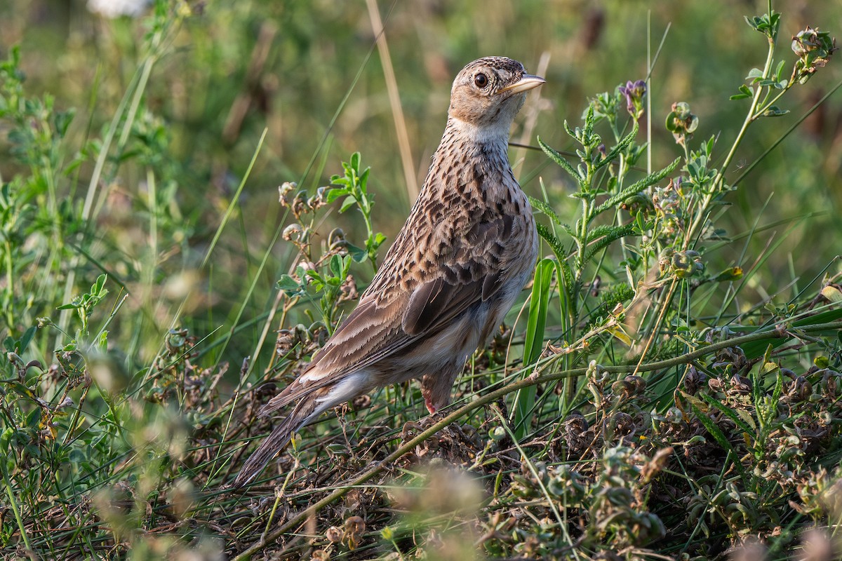 Eurasian Skylark - ML622088447