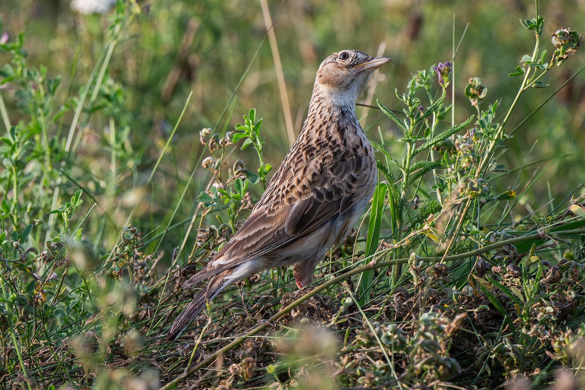 Eurasian Skylark - ML622088448