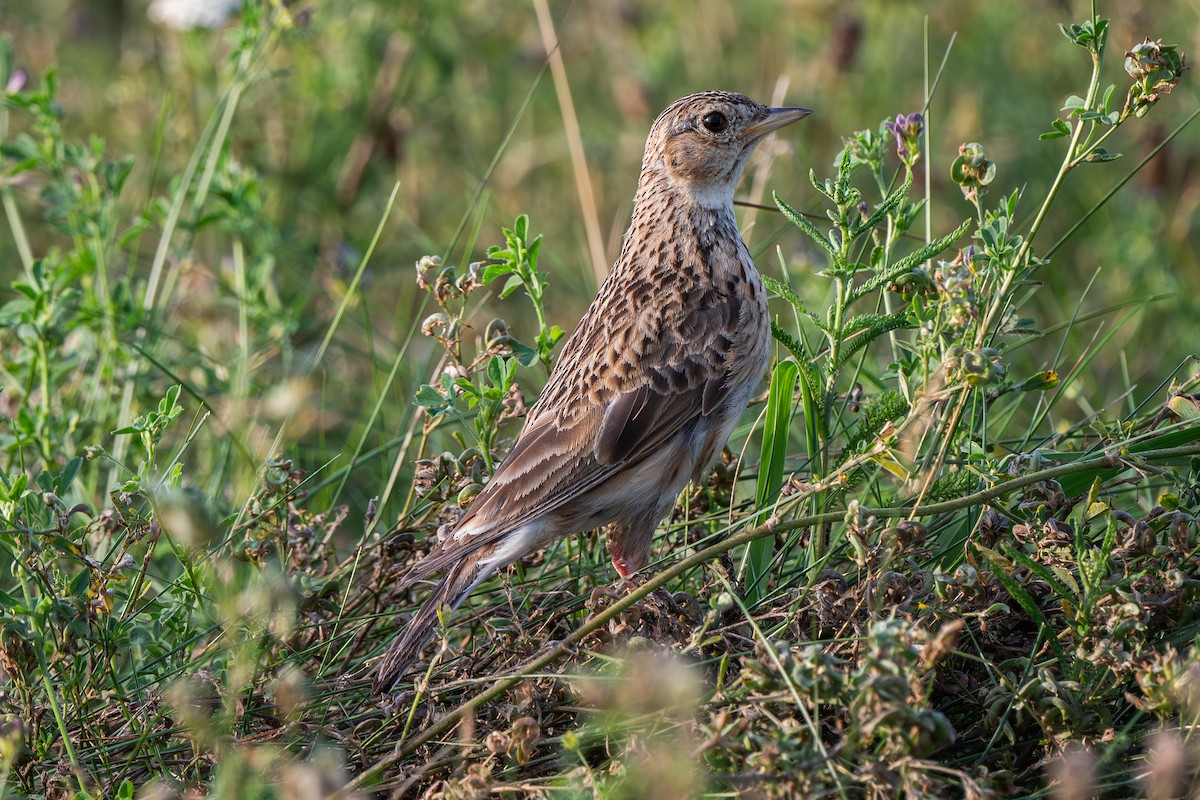 Eurasian Skylark - ML622088449