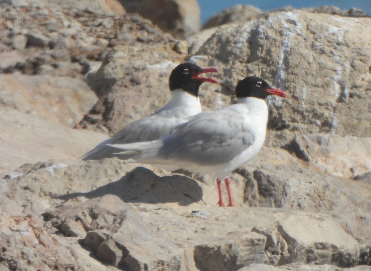 Mediterranean Gull - ML622088451