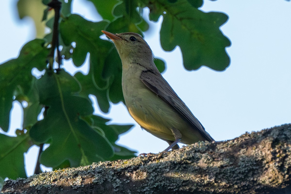 Icterine Warbler - ML622088452