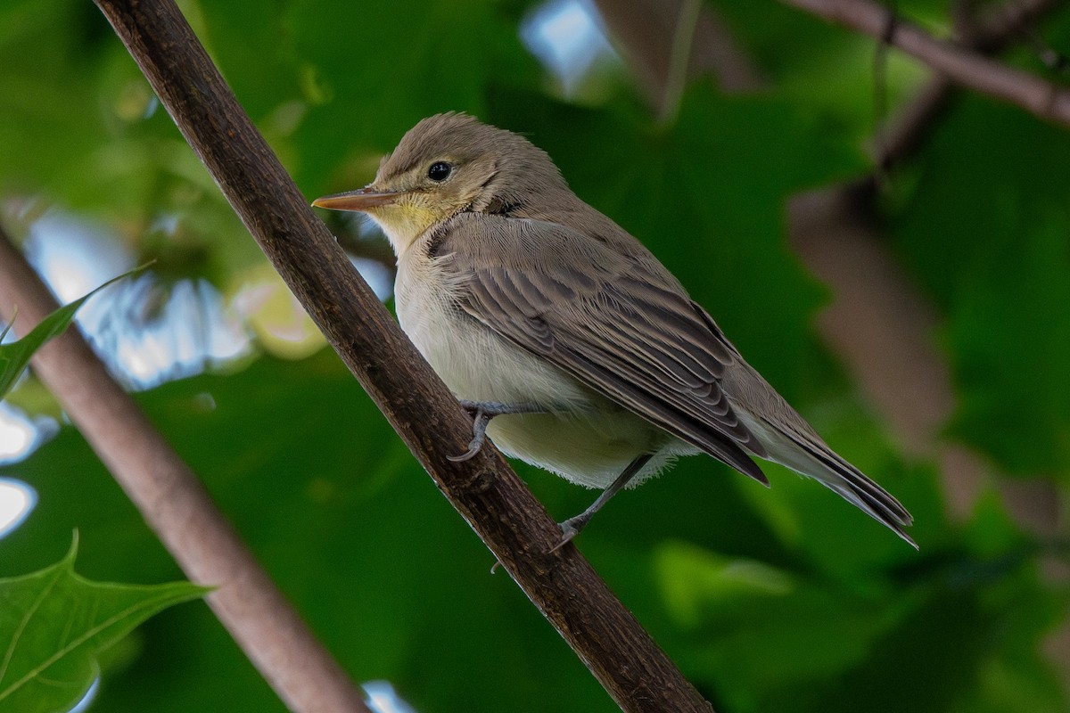 Icterine Warbler - ML622088453