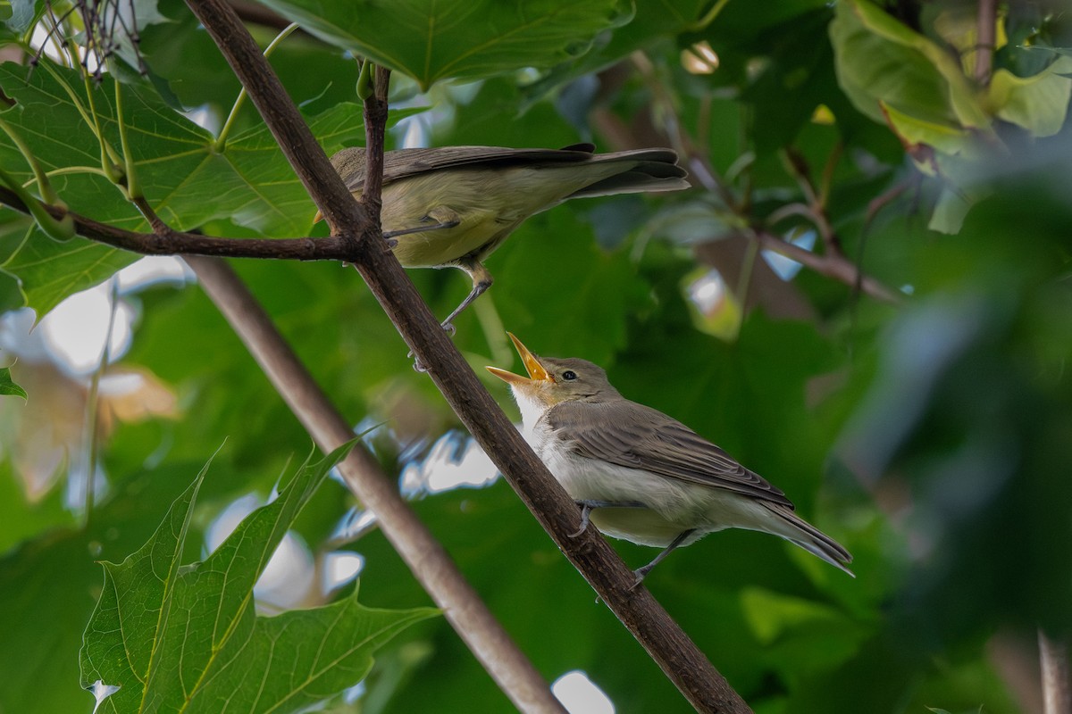 Icterine Warbler - Dmitriy Aronov