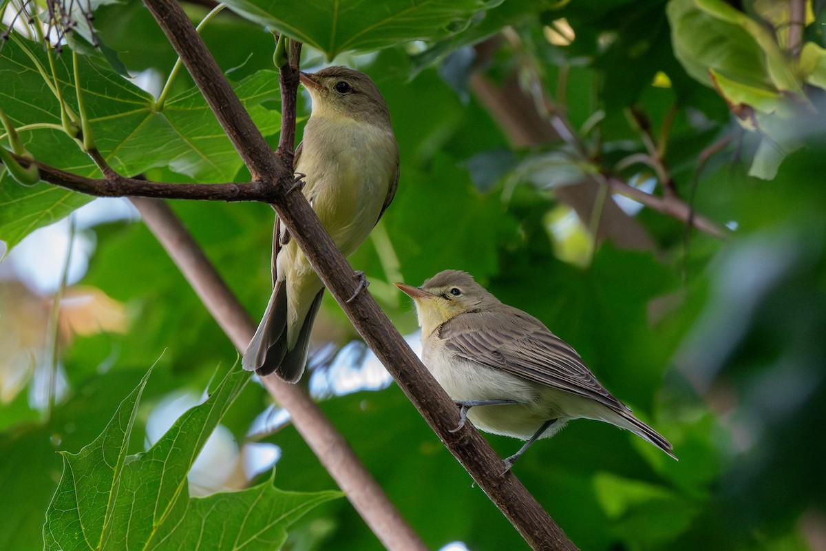 Icterine Warbler - ML622088455