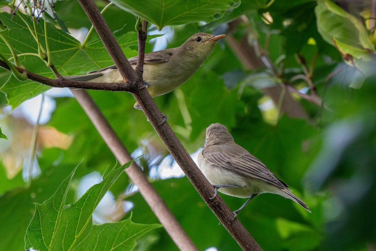 Icterine Warbler - ML622088456