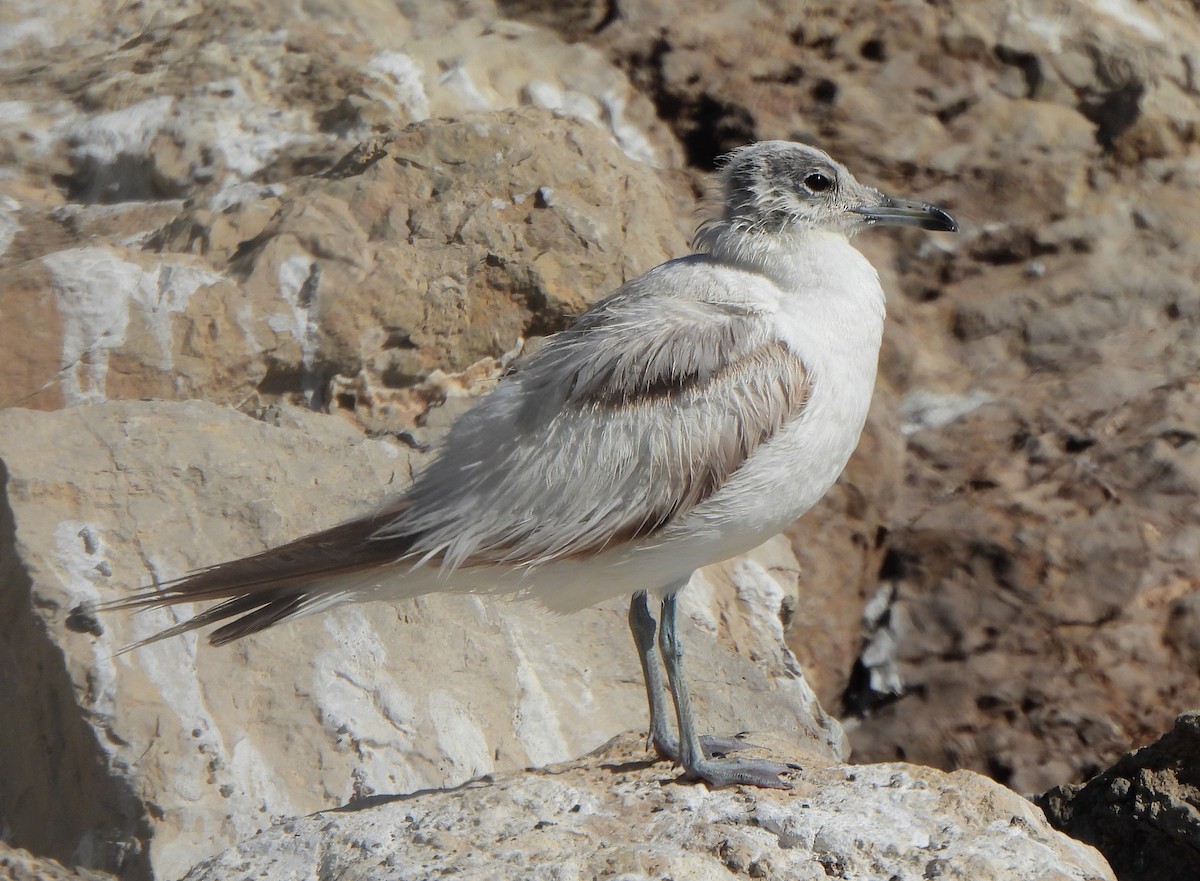 Common Gull - ML622088457