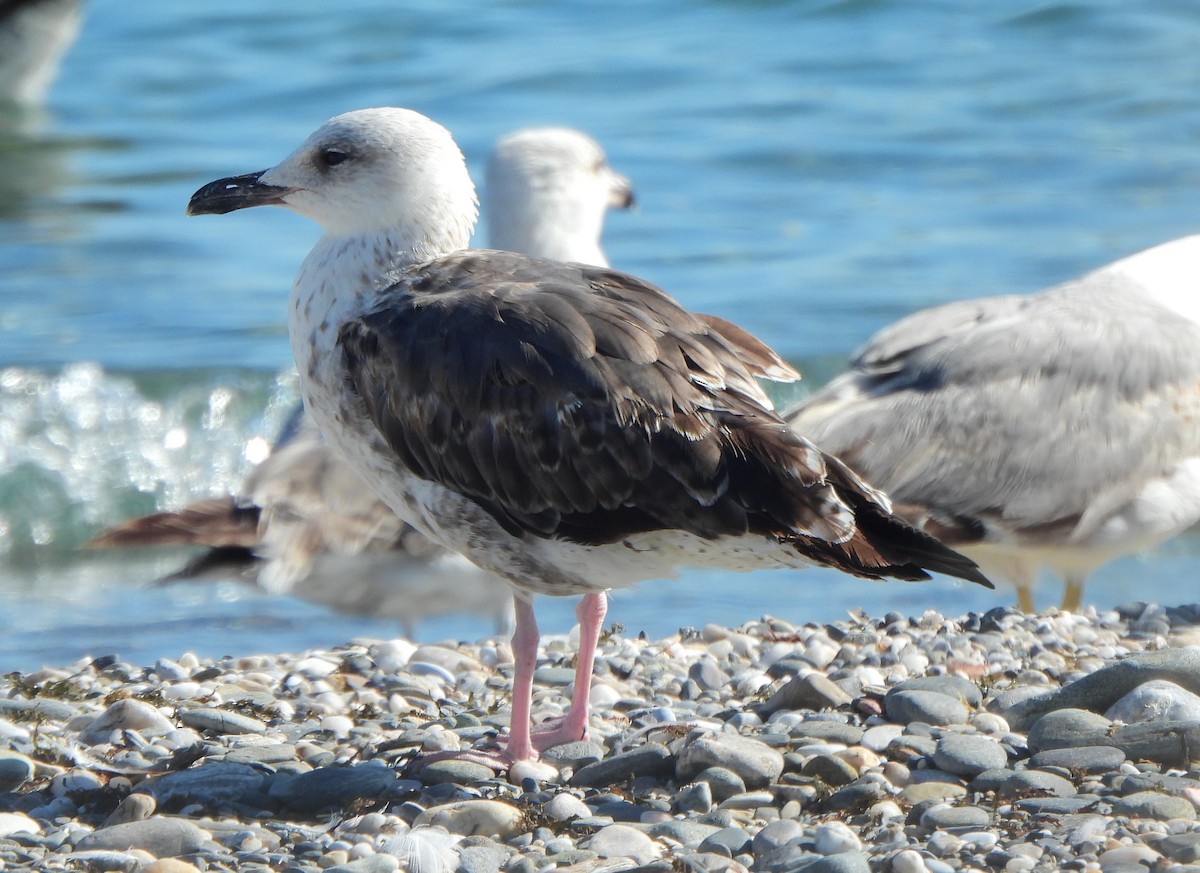 Lesser Black-backed Gull - ML622088458