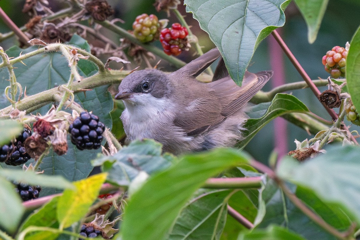 Lesser Whitethroat - ML622088459