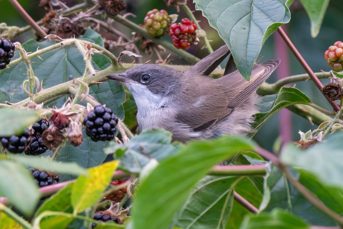 Lesser Whitethroat - Dmitriy Aronov