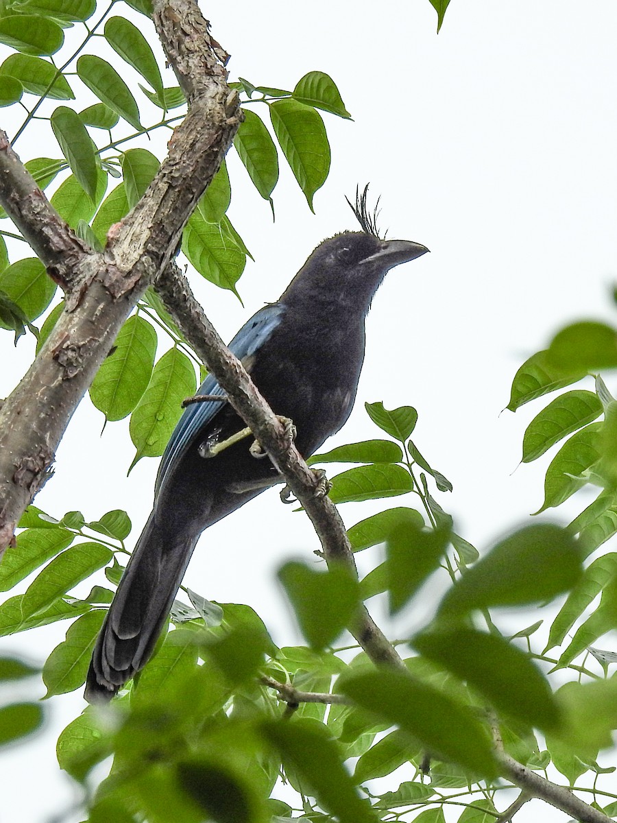 San Blas Jay - ML622088461