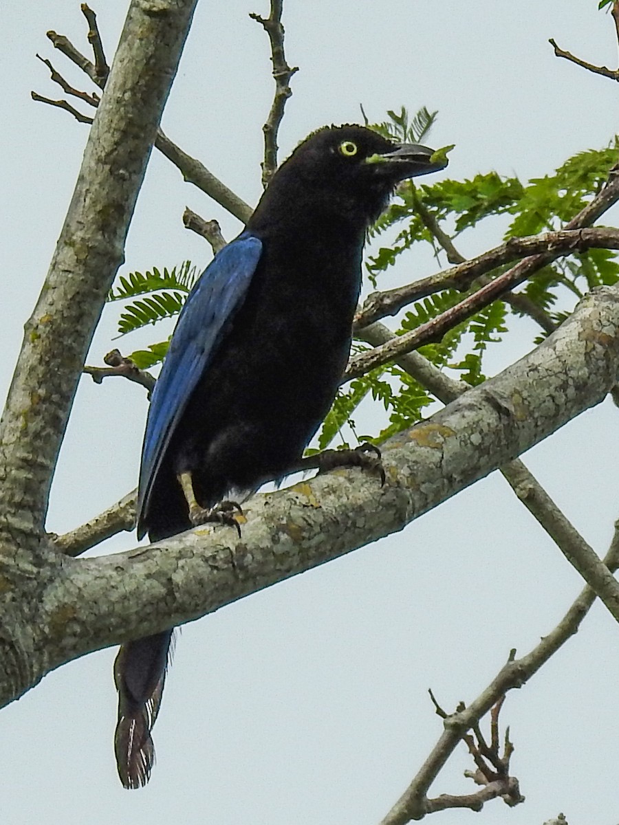 San Blas Jay - ML622088462