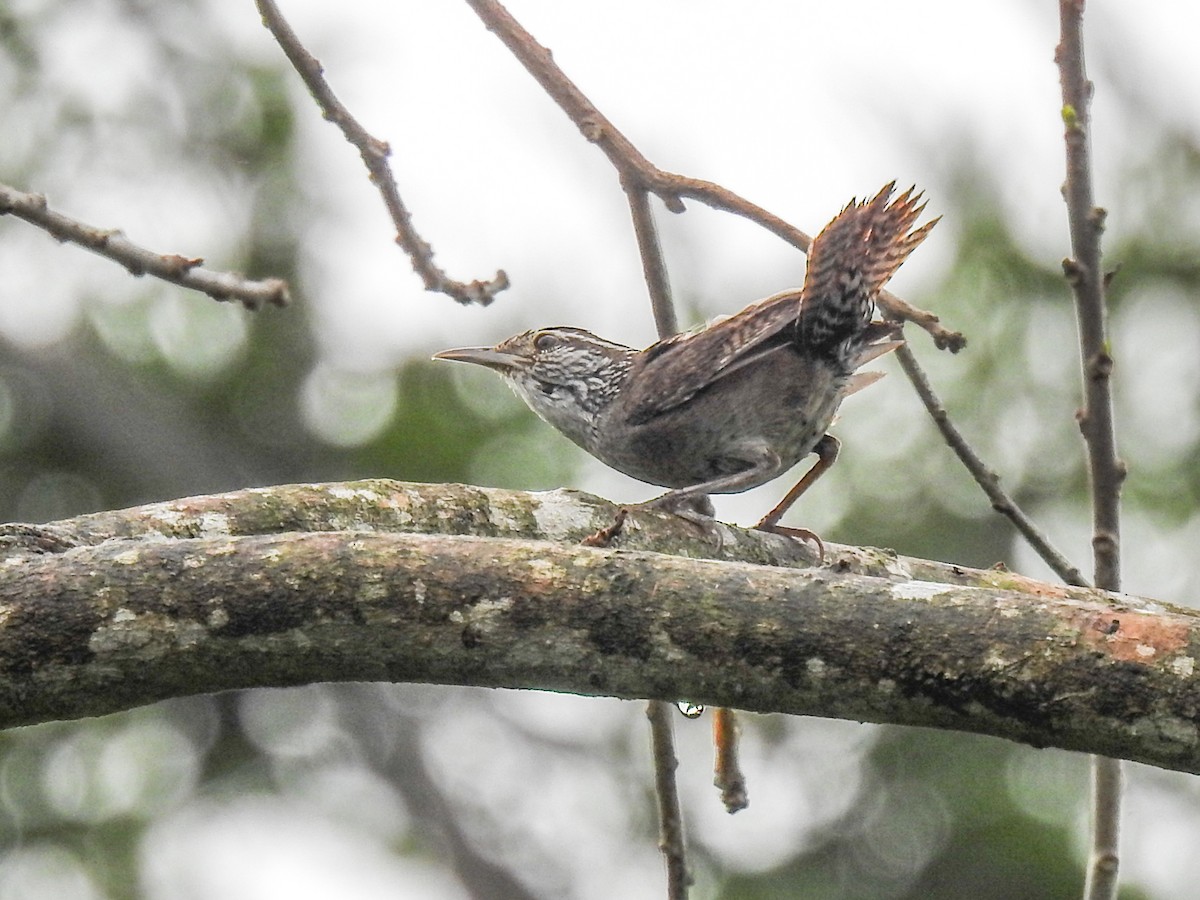 Sinaloa Wren - ML622088463