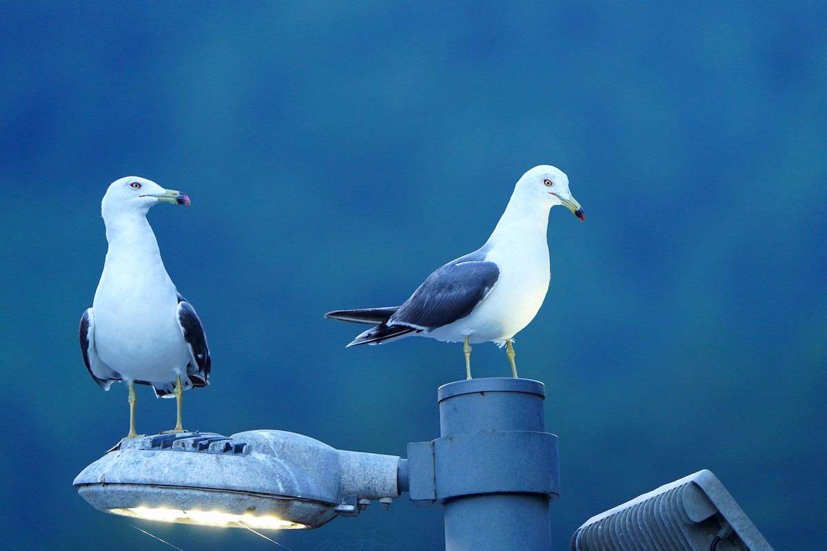 Black-tailed Gull - ML622088467