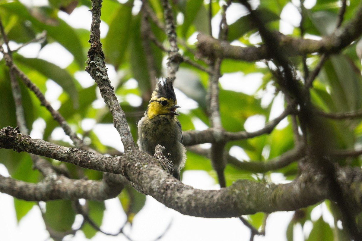 Yellow-cheeked Tit - ML622088468