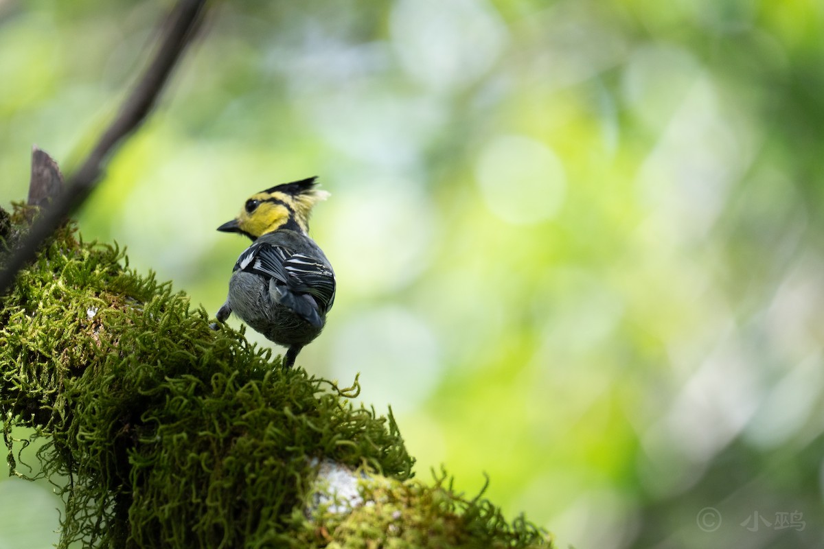 Yellow-cheeked Tit - ML622088469