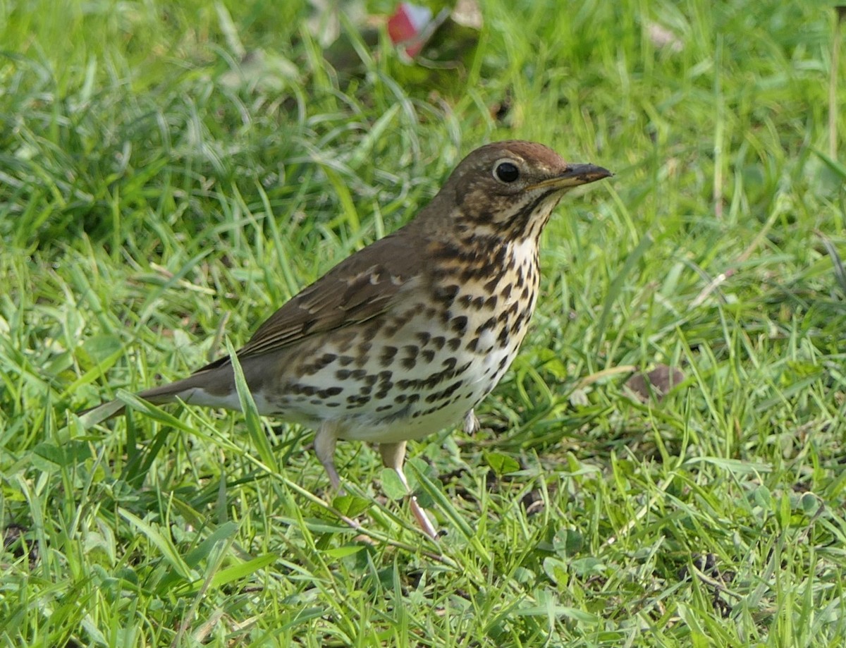 Song Thrush - Jim Kirker