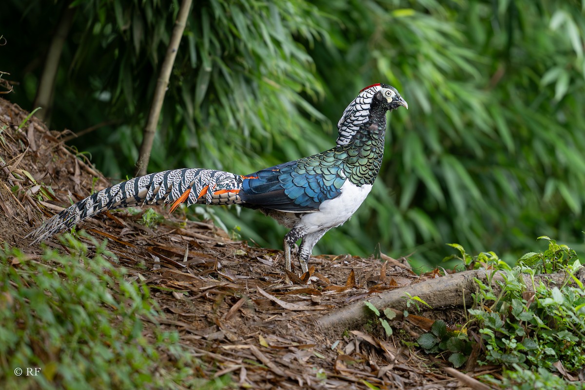 Lady Amherst's Pheasant - ML622088477