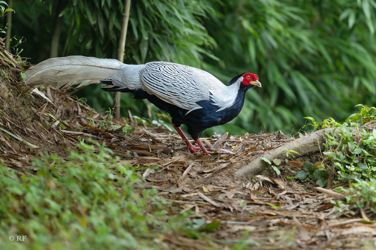 Silver Pheasant - ML622088478